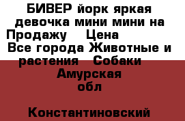 БИВЕР йорк яркая девочка мини мини на Продажу! › Цена ­ 45 000 - Все города Животные и растения » Собаки   . Амурская обл.,Константиновский р-н